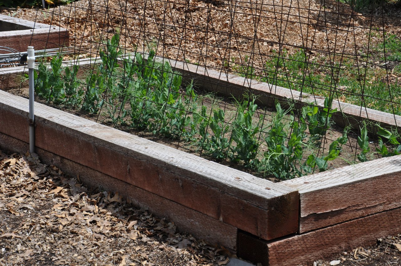 Peas 01