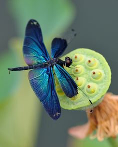 3d38ac934832f88b1421c5a0d13d924d-seed-pods-blue-dragonfly