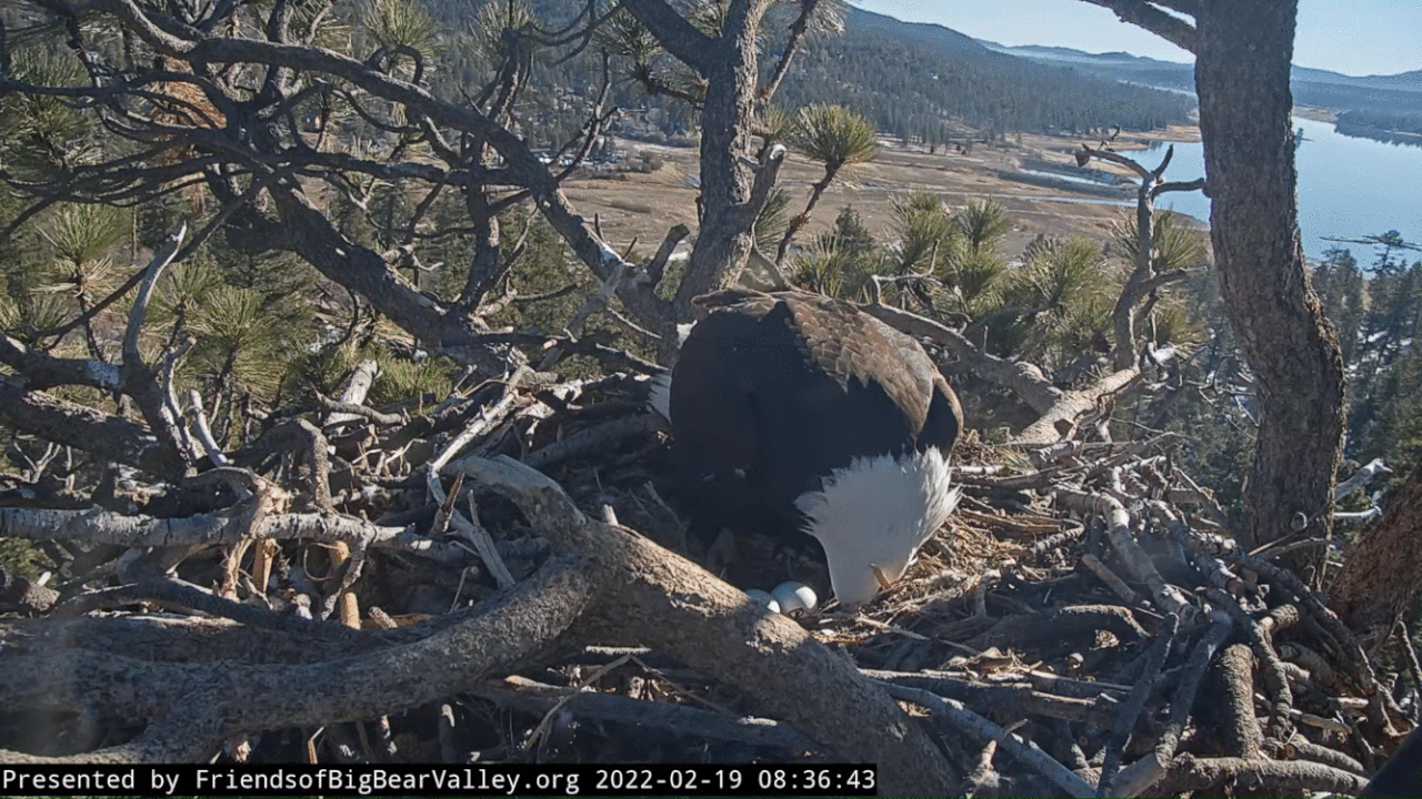 Webp.net-gifmaker (5)