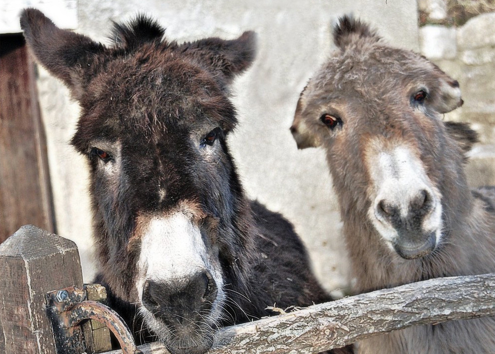 Donkey Shows de Tijuana, un mito bizarro del que se habla e ignora