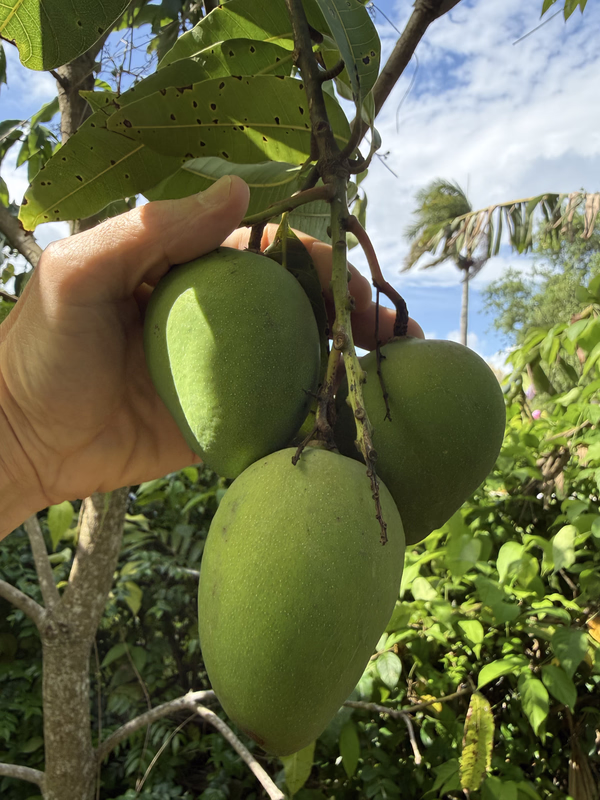 ST Fruits 4126