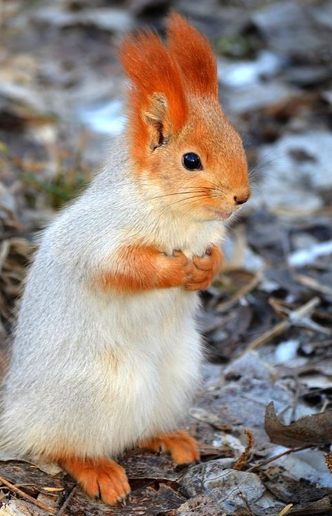 orangesquirel.jpg