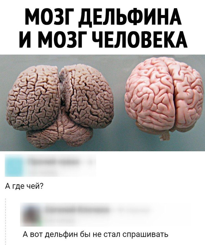 mozg-delfina-i-cheloveka.jpg