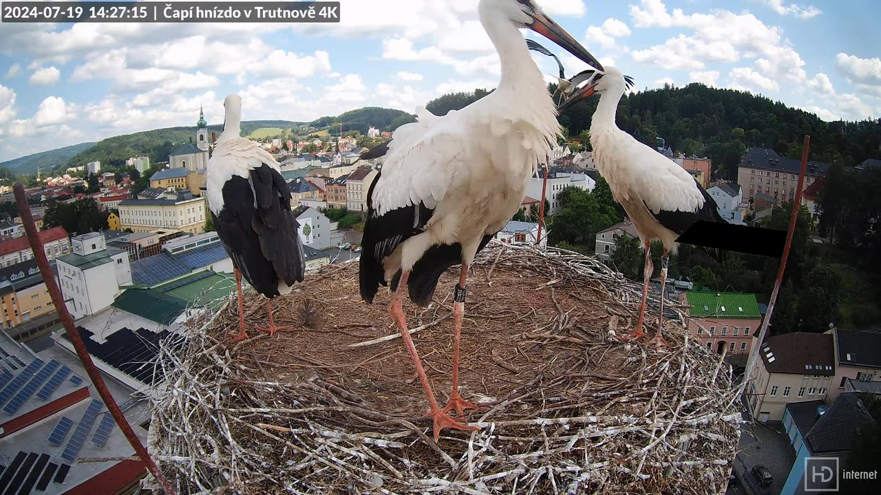 Tiešraidē no stārķa ligzdas uz alus darītavas skursteņa Trutnovā 15-47-28 screenshot