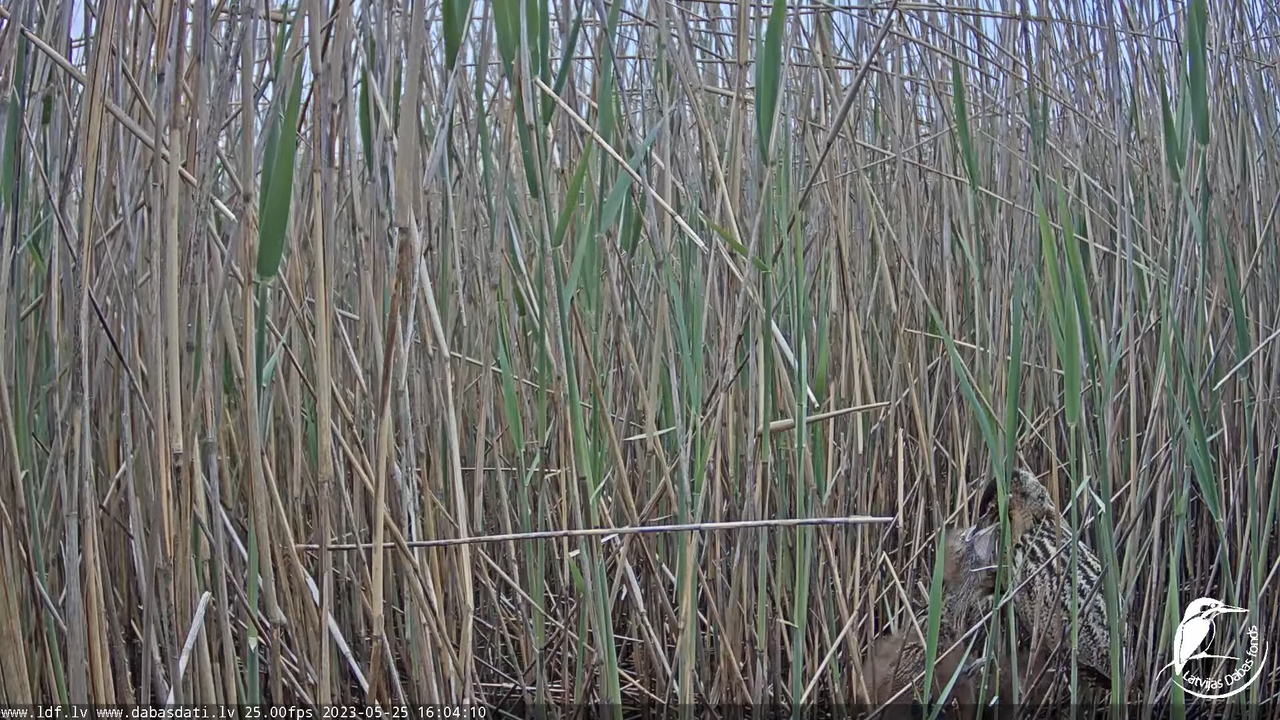 Lielais dumpis (Botaurus stellaris) Engurē - LDF tiešraide 11-0-15 screenshot