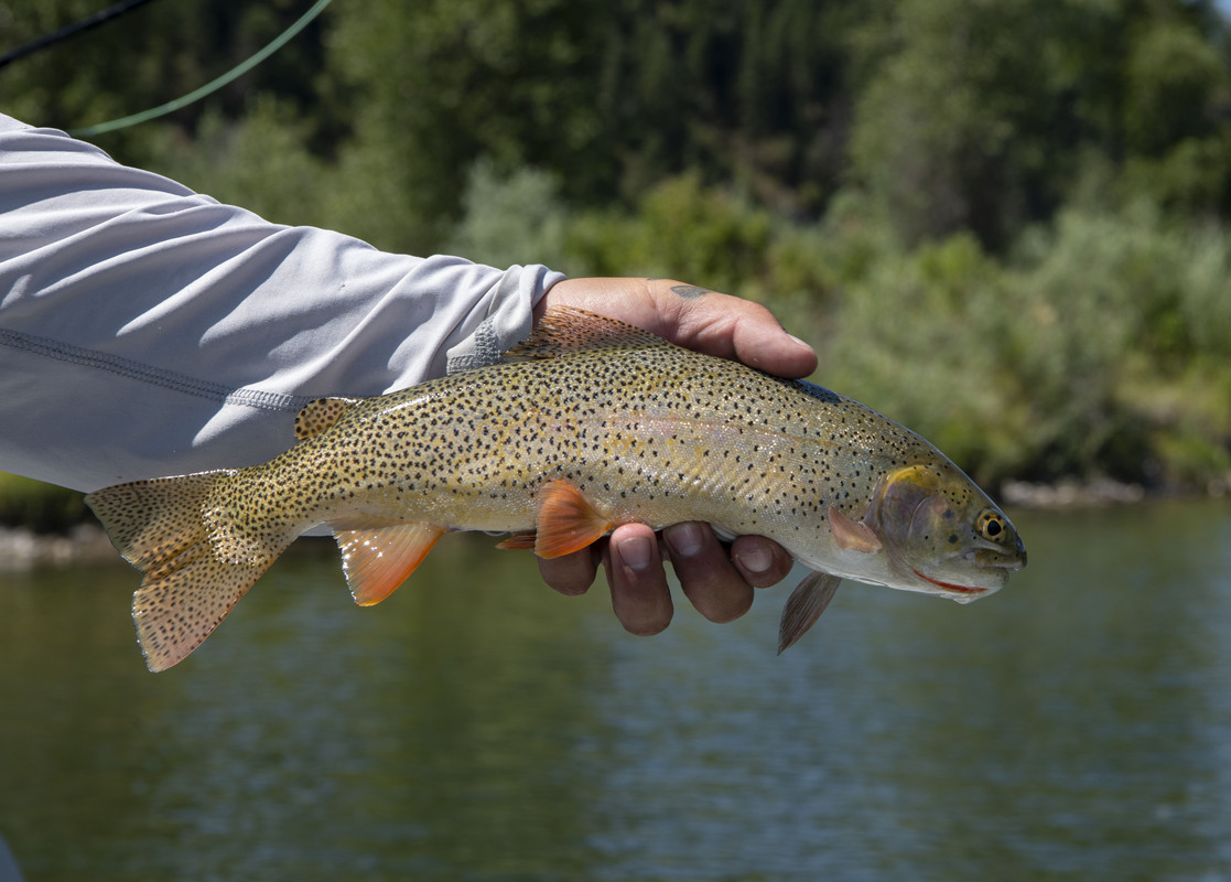 Snake River Cutthroat