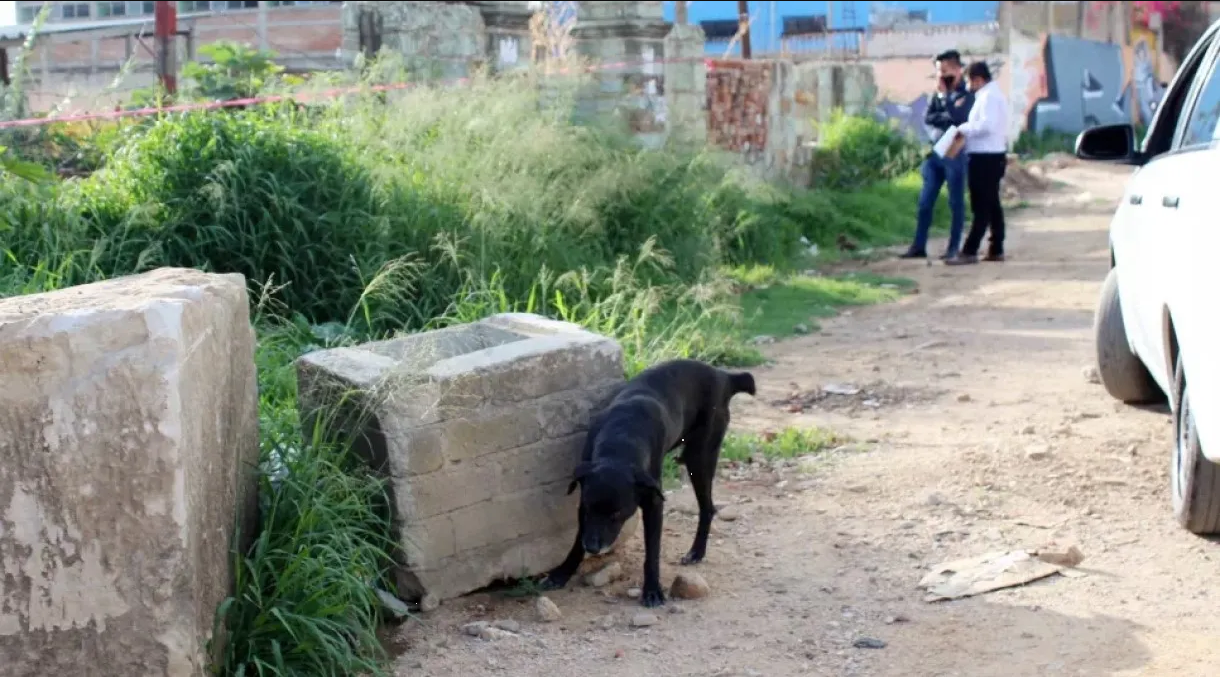 Fiscalía investigará el caso donde un hombre fue devorado por perros en Ixtapaluca