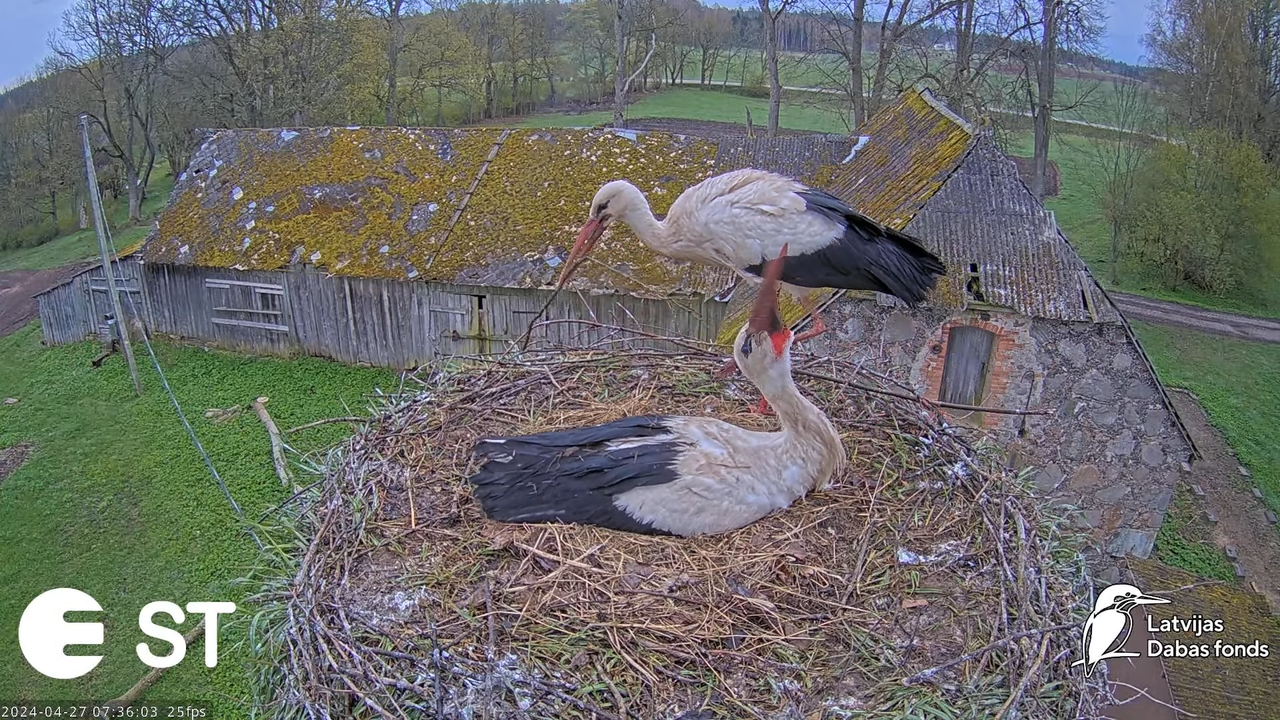 Baltie stārķi (Ciconia ciconia) Tukuma novadā - LDF tiešraide __ White storks in Tukums, Latvia 11-2
