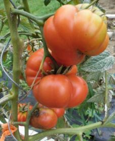 Pombriego el Briezo Vladimir Gross 2016 08 08