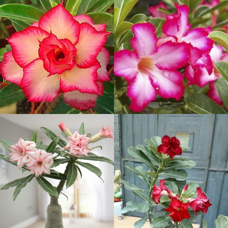 layers-of-desert-rose-petals.jpg