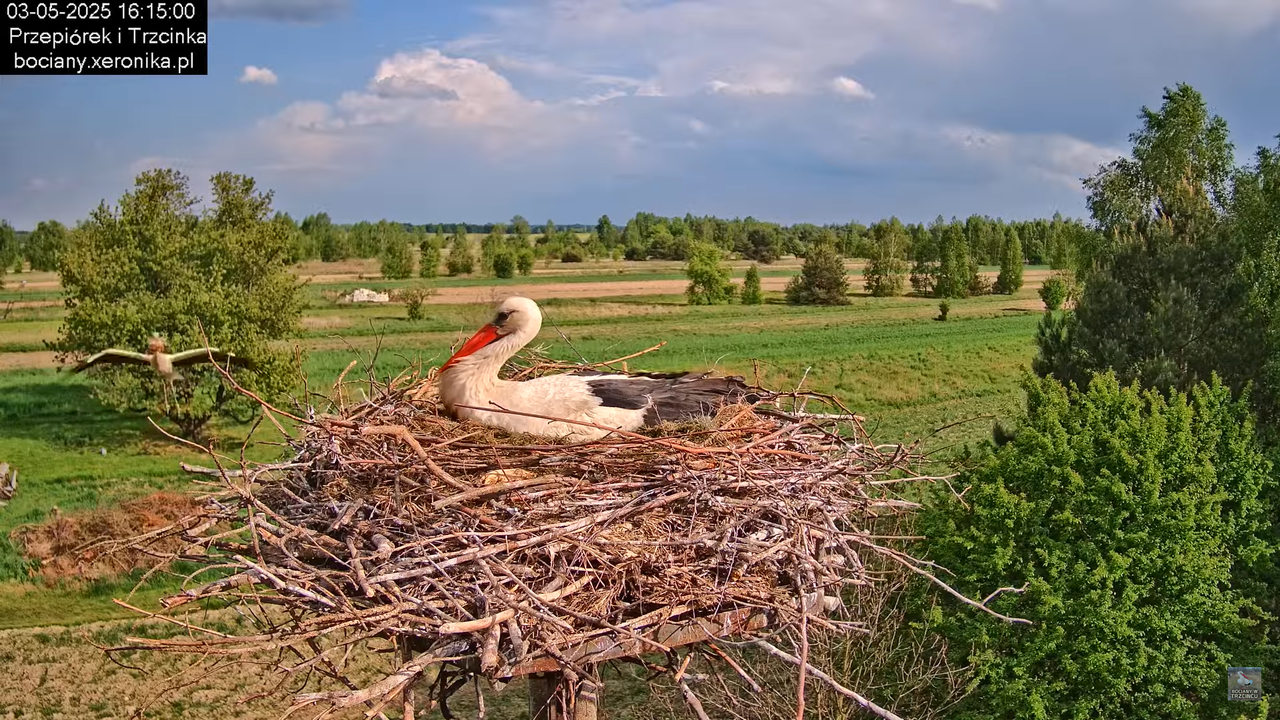 03052025bociany15