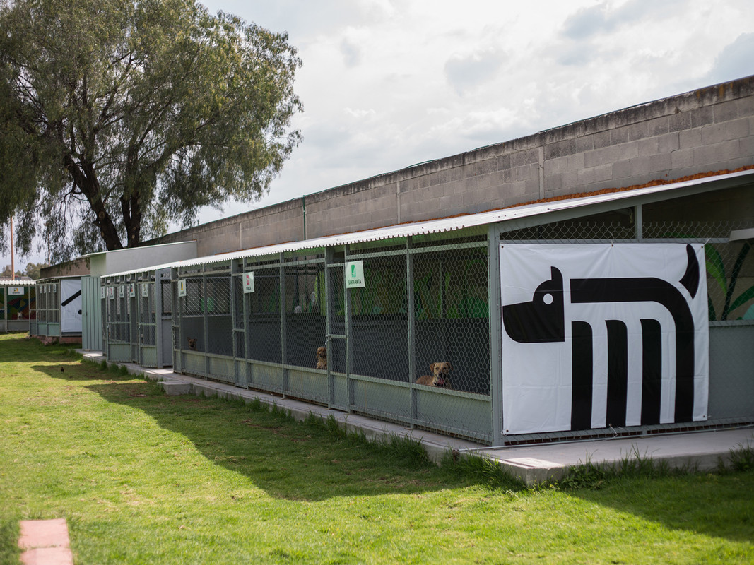 Tierno perrito fue salvado de la muerte gracias a héroes del Metro