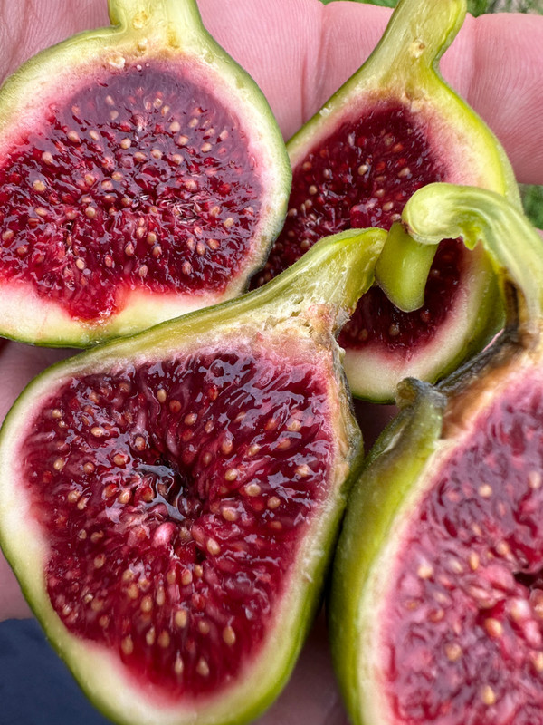 figs-452.jpg