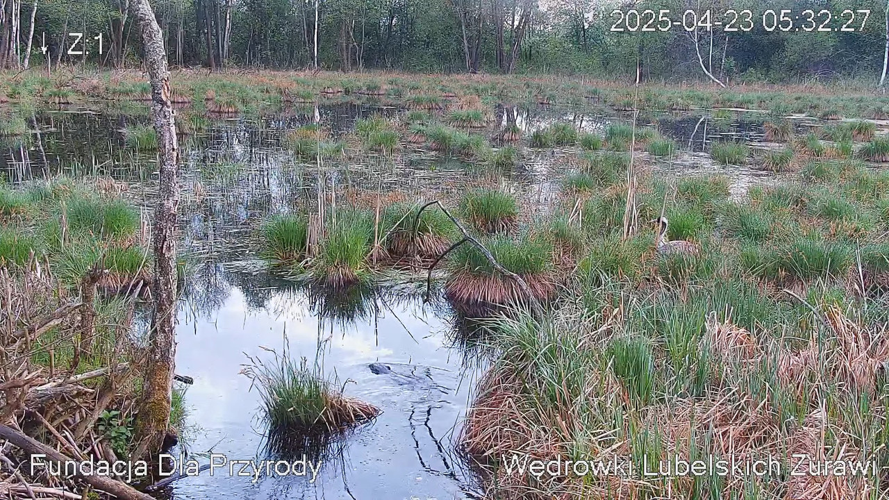 Tiešraides kamera ar dzērvju ligzdu netālu no Poleski PN. Tiešraides kamera, kas ligzdo parasto dzēr