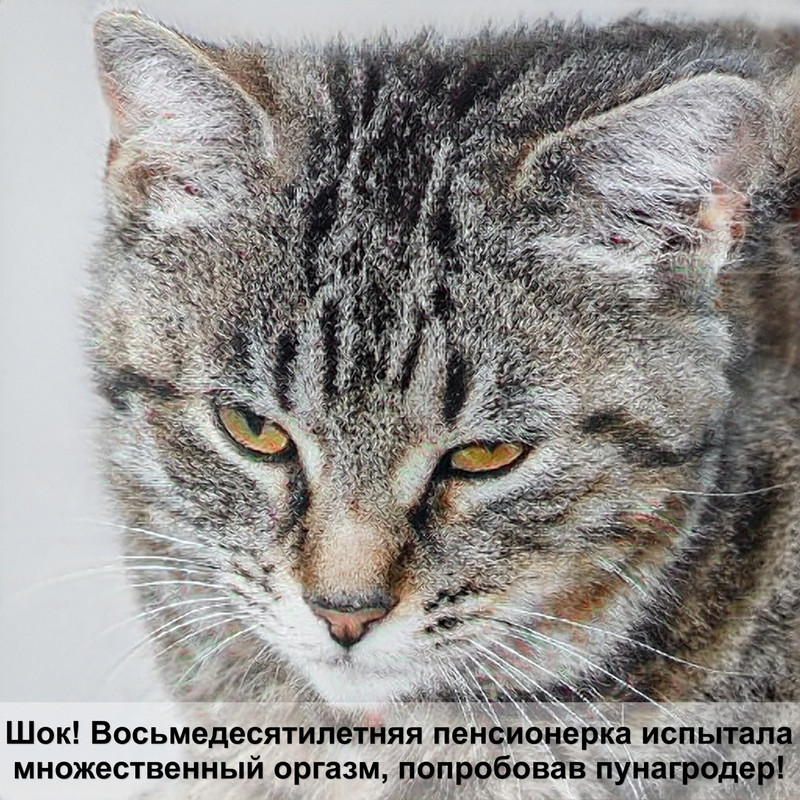 сибирская кошка гипоаллергенная