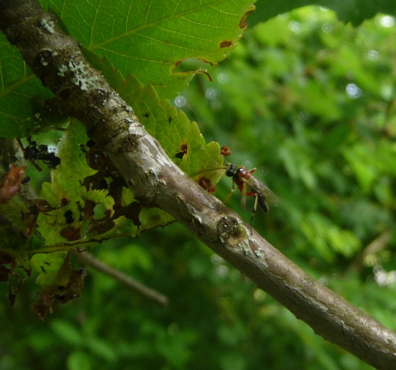 Wood-ant-parasitic-wasp.jpg