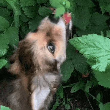Dogberry-94055d07e11afd046a02f049caea9c17-841c0904-400.gif