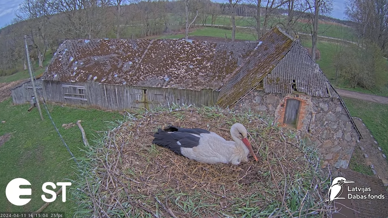 Baltie stārķi (Ciconia ciconia) Tukuma novadā - LDF tiešraide __ White storks in Tukums, Latvia 12-1