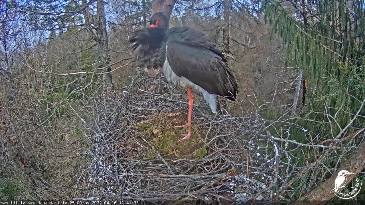 Melnais stārķis (Ciconia nigra) Siguldas novadā - LDF tiešraide 14-49-43 screenshot