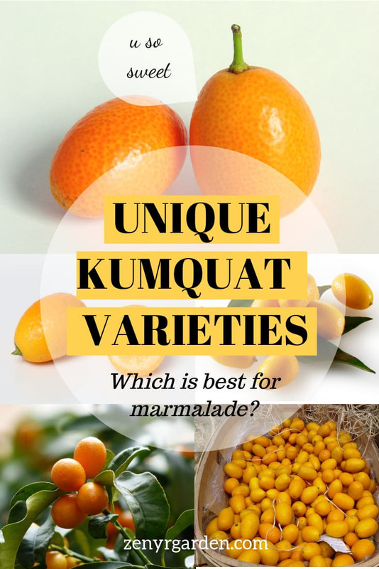 Kumquat Varieties: 4 Delicious Ones