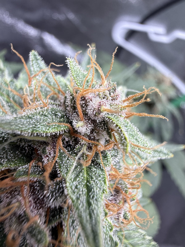 0C9517EB-CAEE-4D2F-960B-933222EF2B04