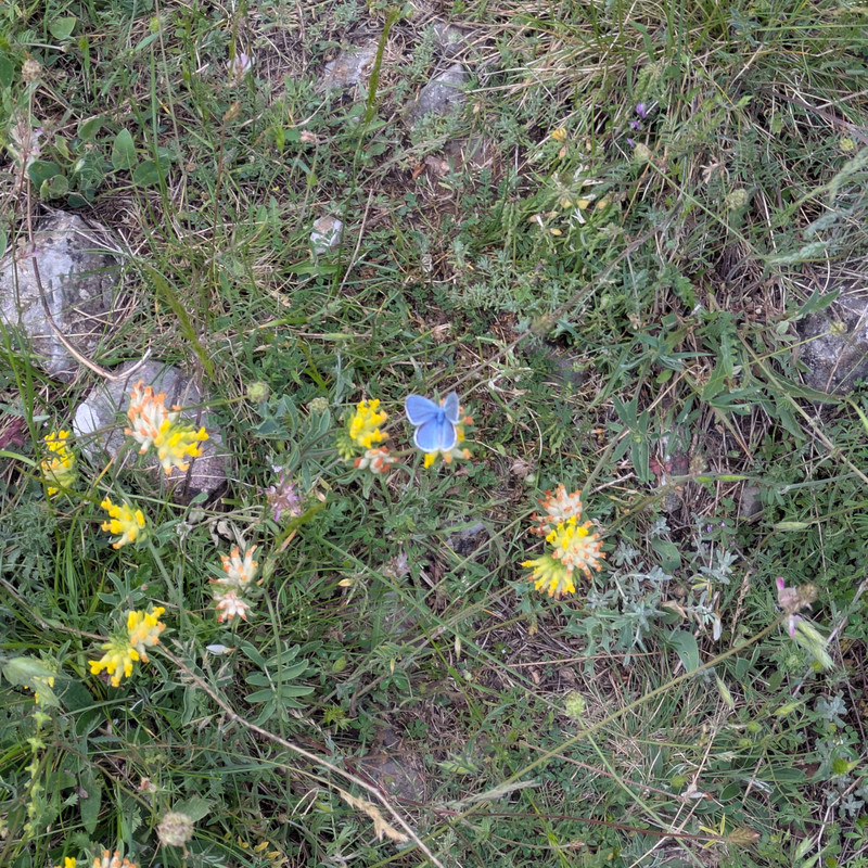 A blue butterfly sitting on a yellow flower