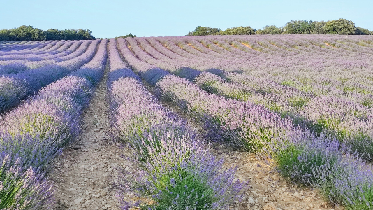 Campos de Lavanda alternativos a Brihuega - Castilla - Foro Castilla la Mancha
