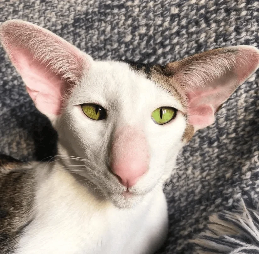 2024-05-05-mixnews-samye-nesimpatichnye-