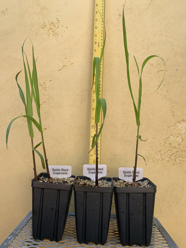 258B6BB0-4061-415F-9D02-B82B00F40783