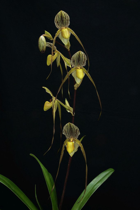 Paphiopedilum Saint Swithin 'Emily' DSC_1475