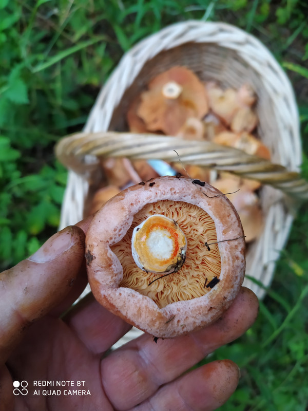 IMG_20200818_135841 (1)