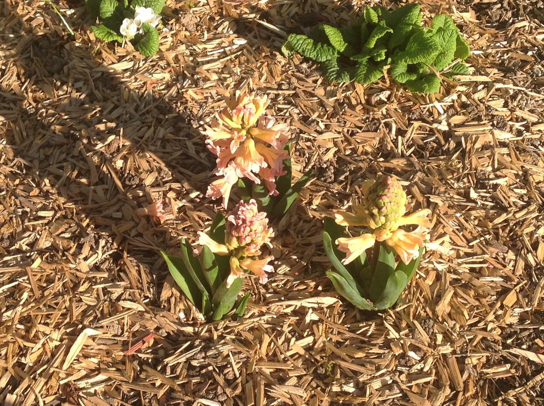 Garten Impressionen April 2015 (205)