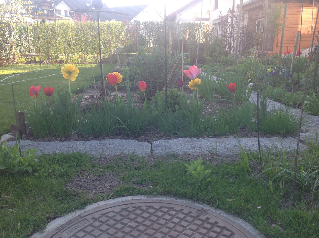 Gemüse und Kräuterbeete April 2015 (300)