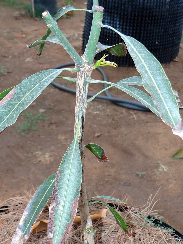 MallikaMarch2014