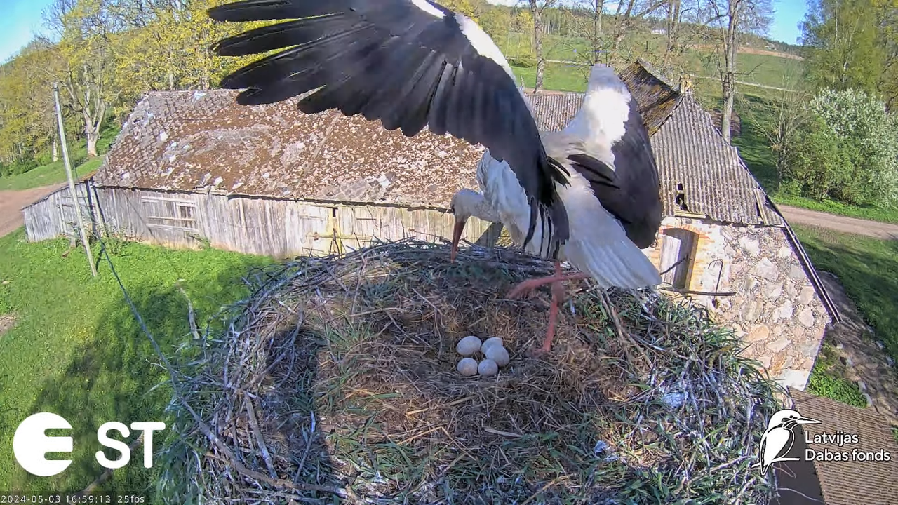 Baltie stārķi (Ciconia ciconia) Tukuma novadā - LDF tiešraide __ White storks in Tukums, Latvia 10-1