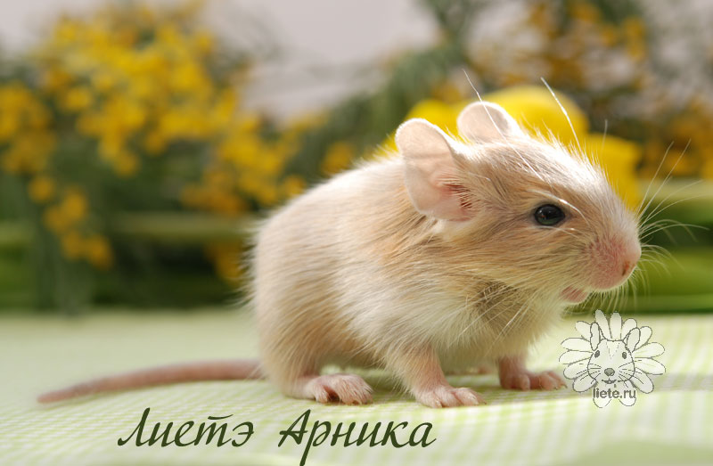 Арника3_11-дней