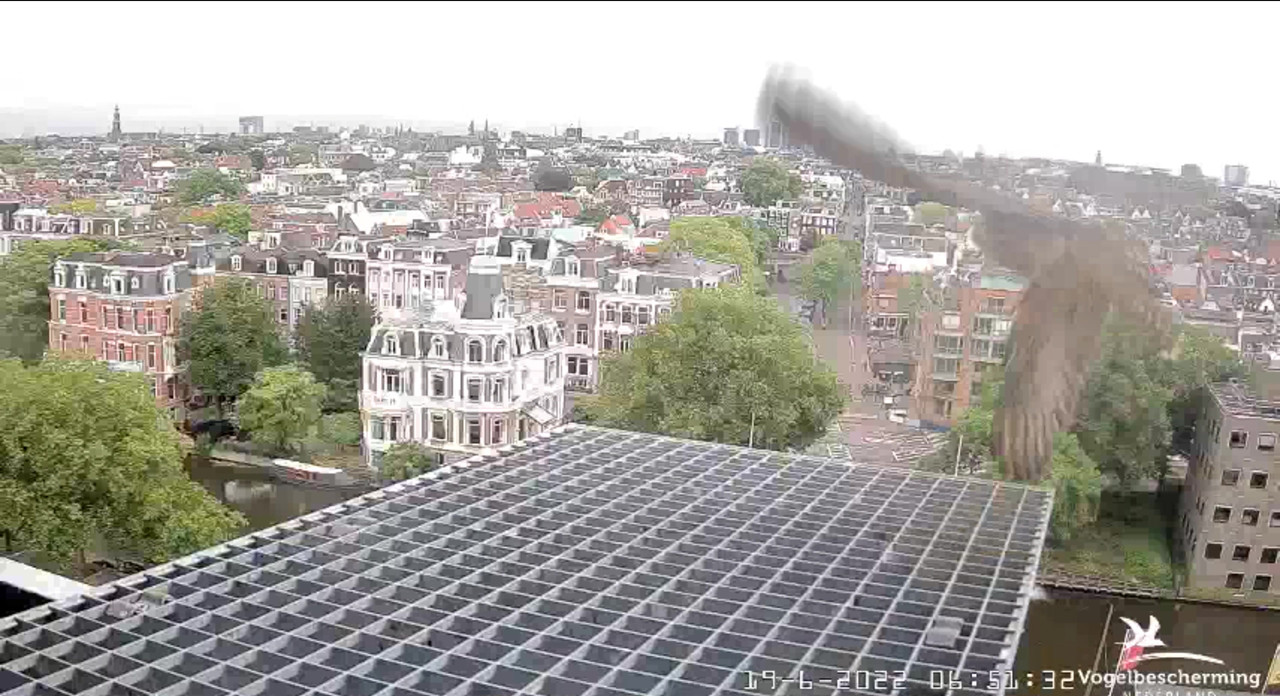 Amsterdam/Rijksmuseum screenshots © Beleef de Lente/Vogelbescherming Nederland - Pagina 29 Video-2022-06-19-065229-Moment-4