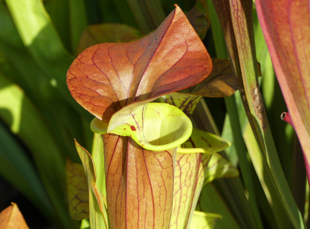 jyd's similar mixed-seed cuprea (Waccamaw kinship)