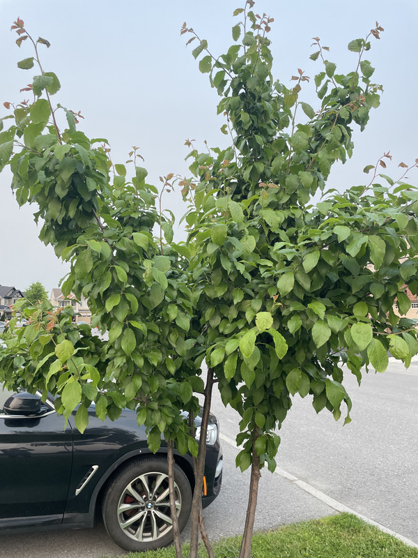 86BD7F98-38F8-43C9-9236-BCEFC902610C