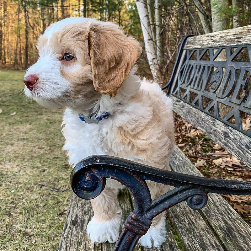 Маленький Тоби4ка