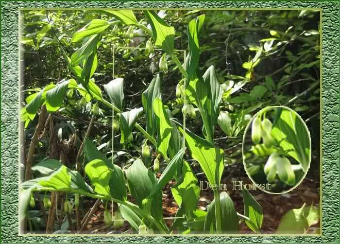 SALOMONSZEGEL-POLYGONATUM-x-HYBRIDUM