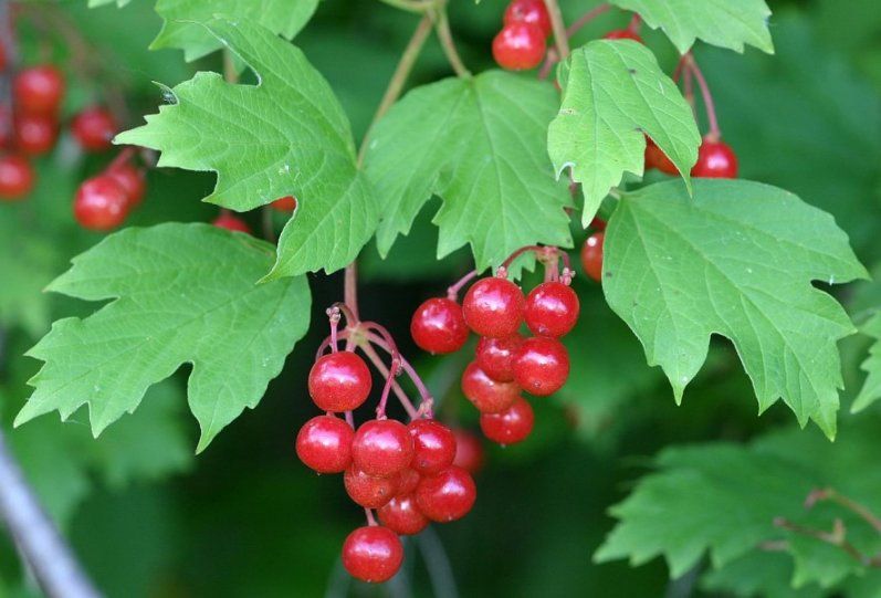 листья калины