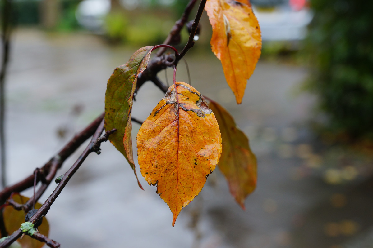 DSC00010-2.jpg