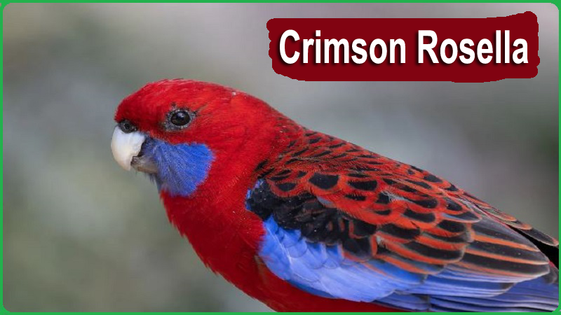 Crimson Rosella