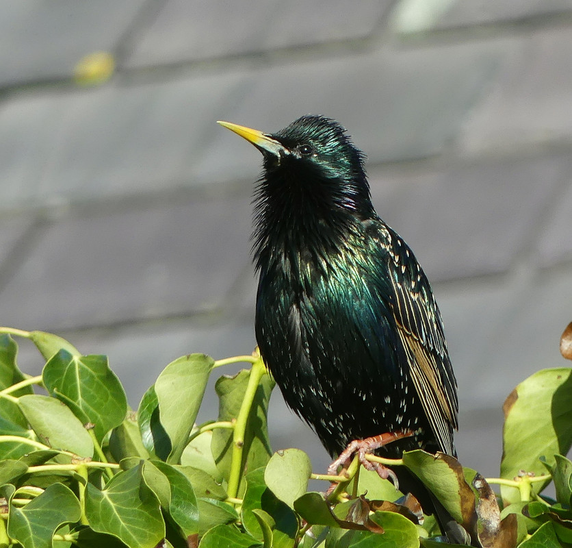 STARLING 7 310324