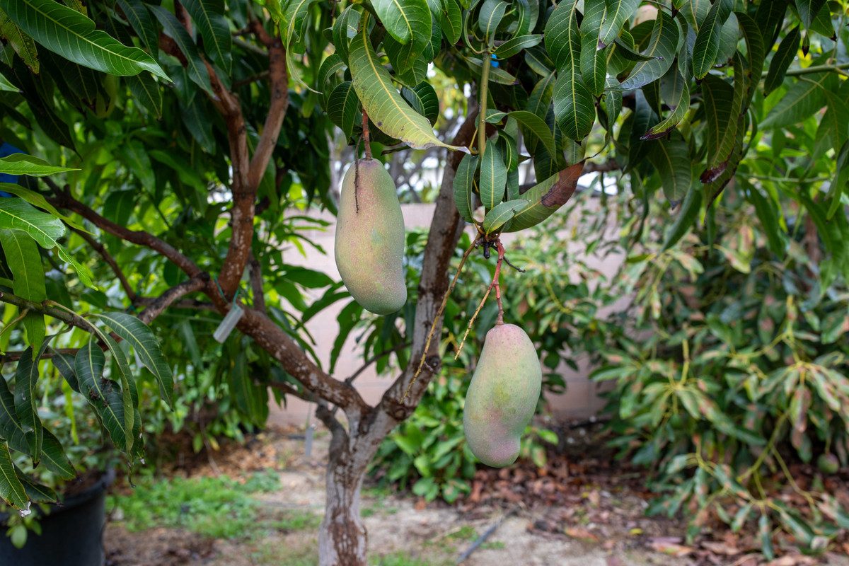 8U1A7121  Val-Carrie Fruit Hanging on Tree (10-25-2024)