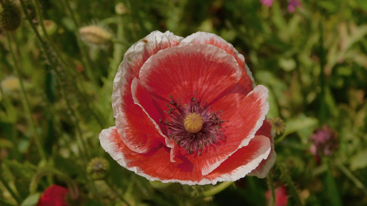 Дачно-Харлинский июнь-июль 2024 001