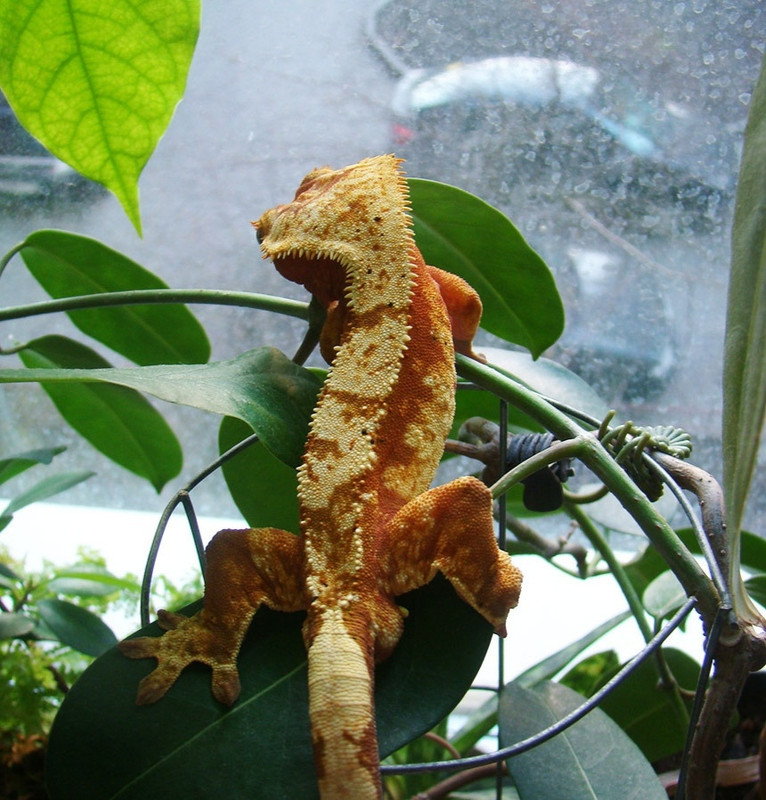 DSC04885 копия3