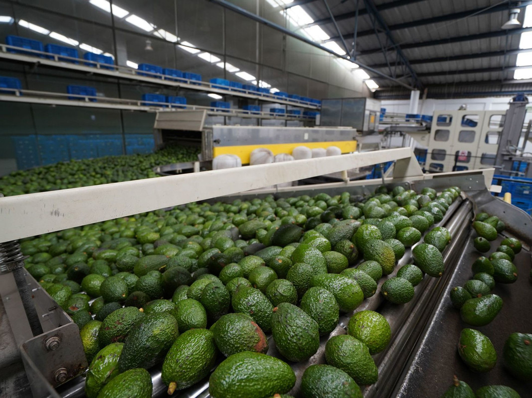 Michoacán asegura que pronto se volverá a exportar aguacate a Estados Unidos