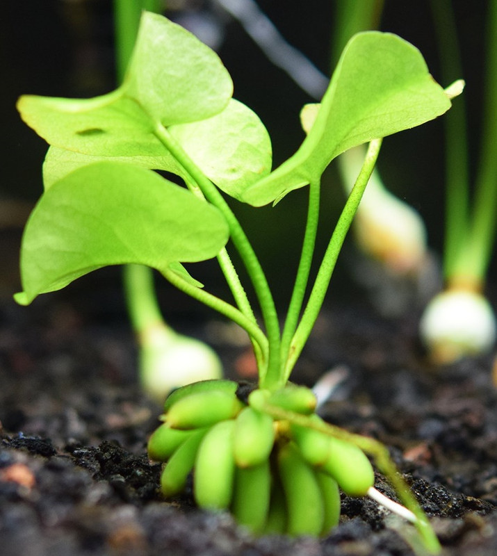 bannana plant